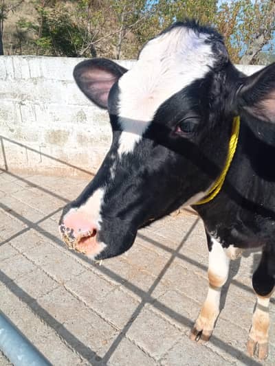 Beautiful American Fresian Heifer  top breed hay