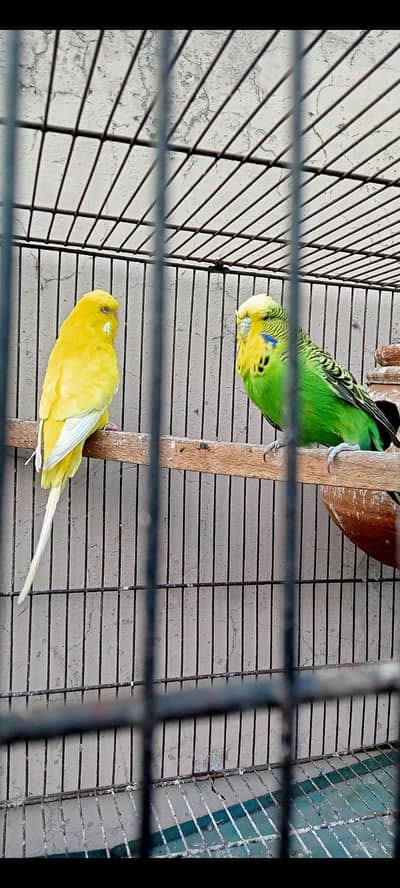 Exhibition budgies pair 0331//6865441