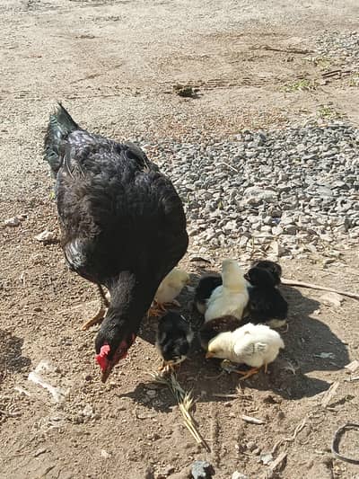Hen for sale with 8 chicks. 03445514172