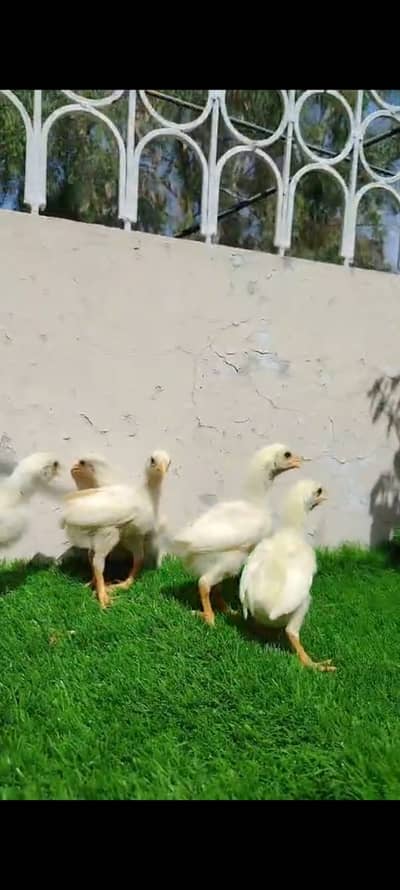 king size/shamo /high quality/white shamo/pure aseel shamo chicks