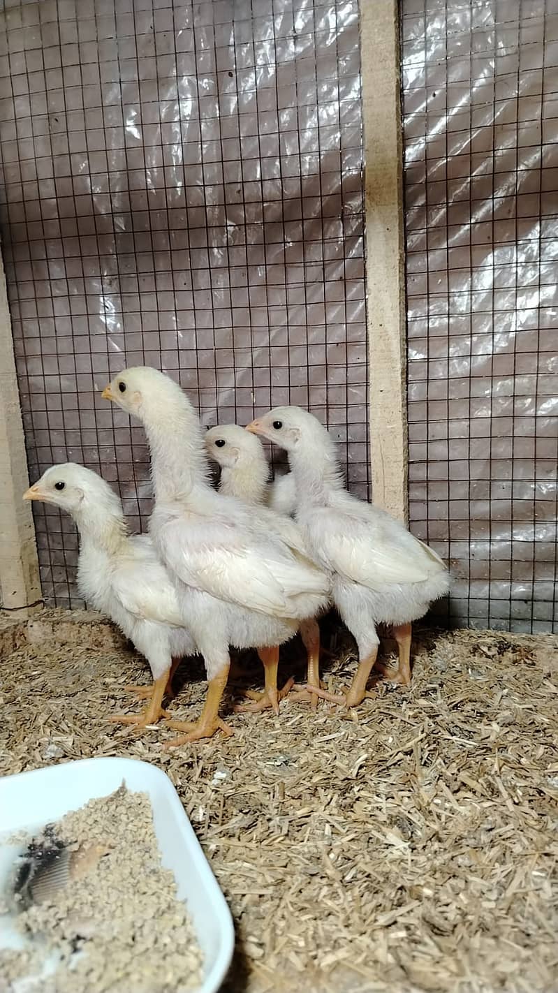 king size/shamo /high quality/white shamo/pure aseel shamo chicks ...