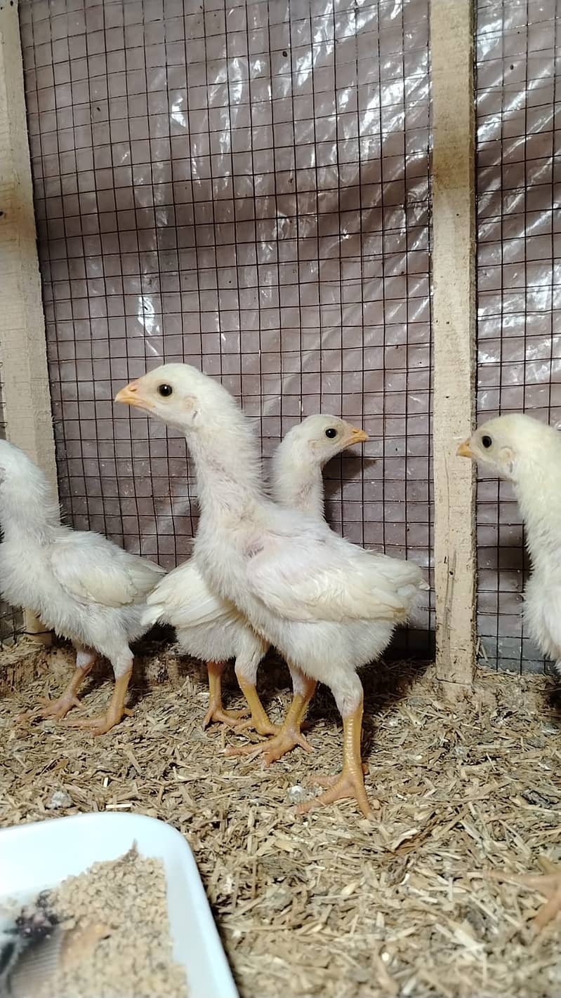 king size/shamo /high quality/white shamo/pure aseel shamo chicks ...