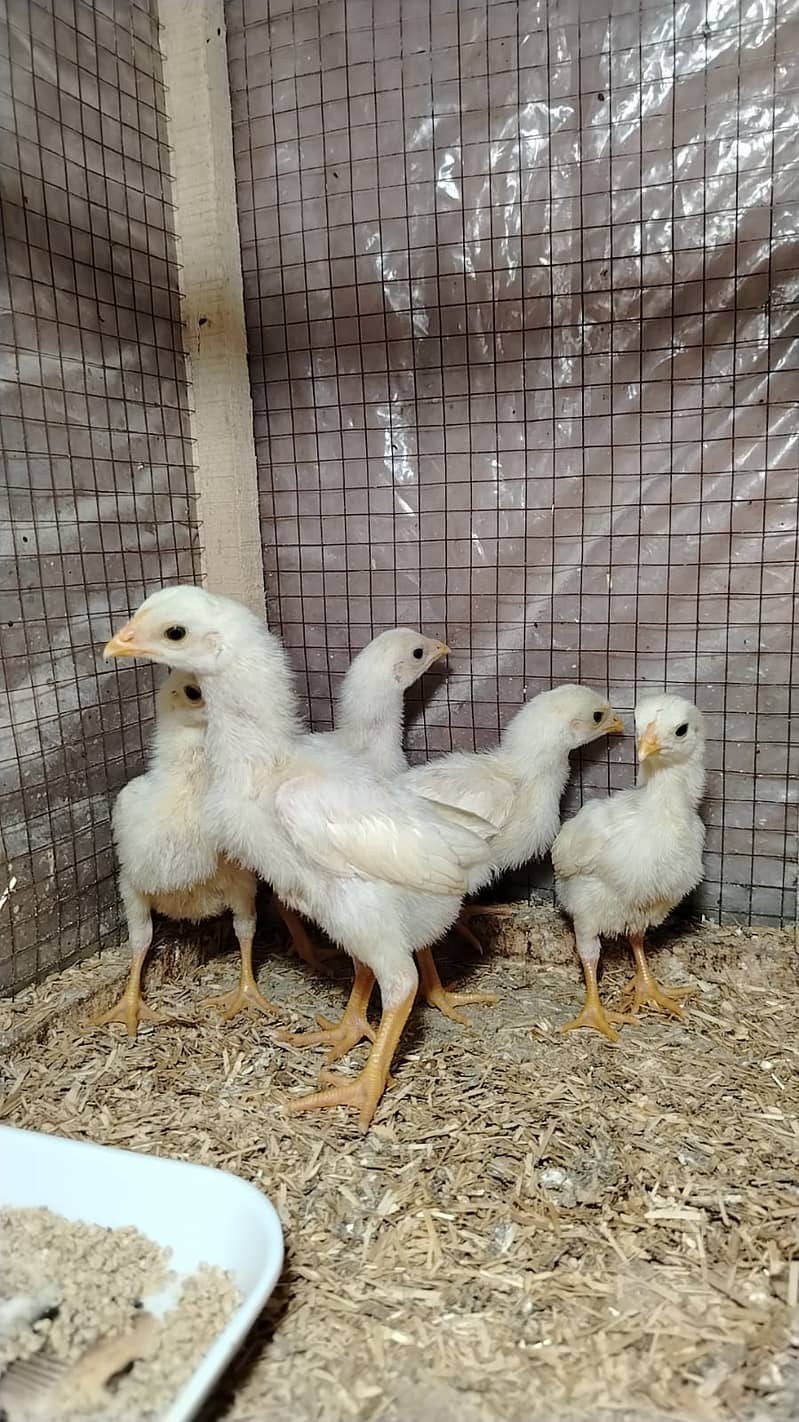 king size/shamo /high quality/white shamo/pure aseel shamo chicks ...