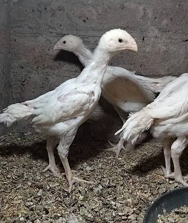 king size/shamo /high quality/white shamo/pure aseel shamo chicks ...