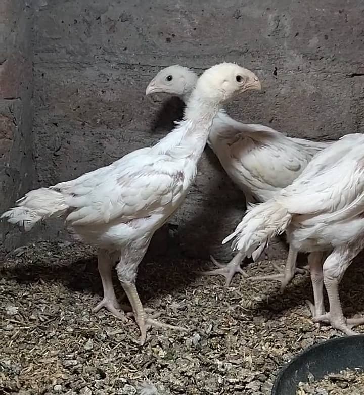 king size/shamo /high quality/white shamo/pure aseel shamo chicks ...