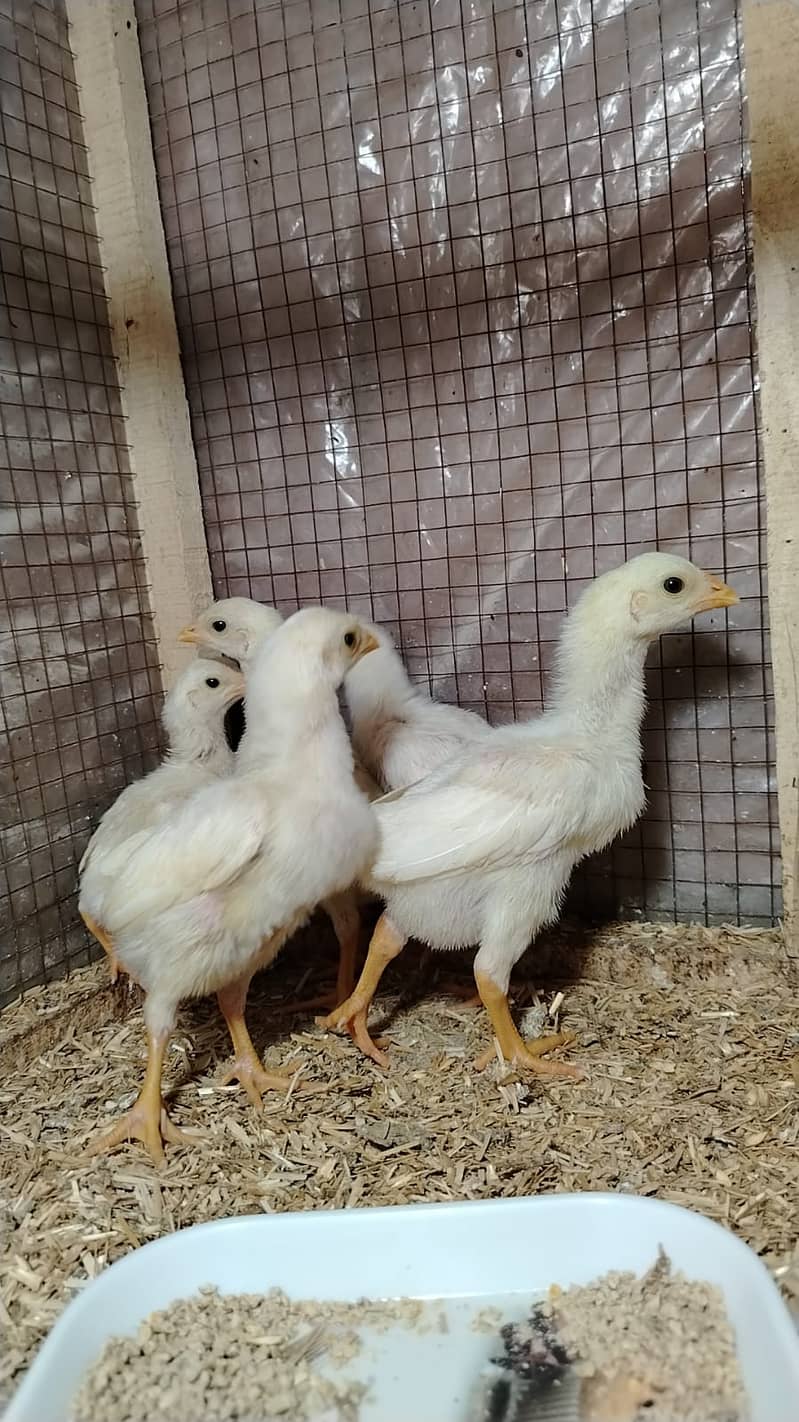 king size/shamo /high quality/white shamo/pure aseel shamo chicks ...
