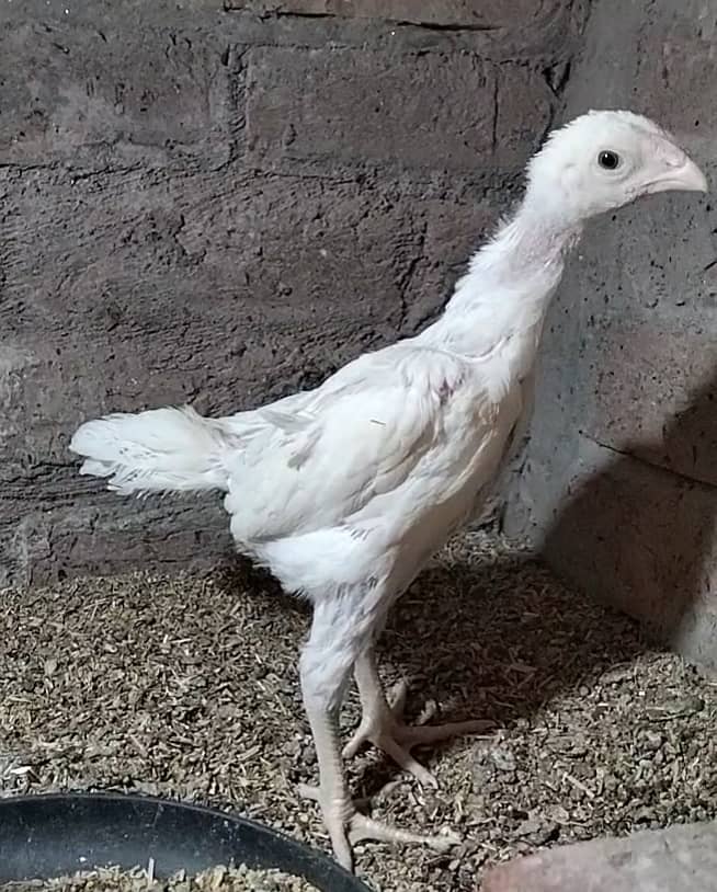 king size/shamo /high quality/white shamo/pure aseel shamo chicks ...