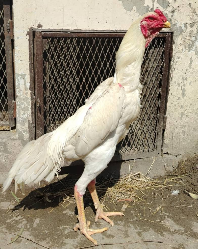 king size/shamo /high quality/white shamo/pure aseel shamo chicks ...