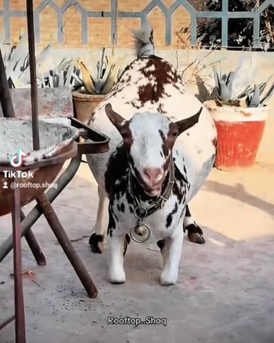 Teddy Bakri Sath Male Bacha