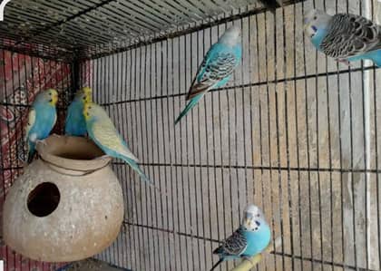 Home breeder pair for sale Healthy and Active