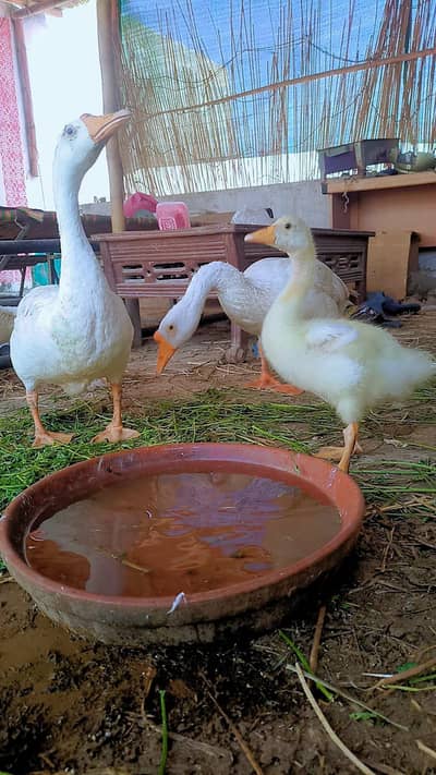 Healthy Ducks Pair for Sale – Home Breed