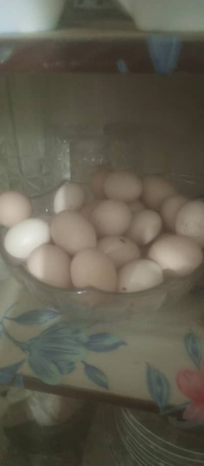 fresh and fertile eggs for sale