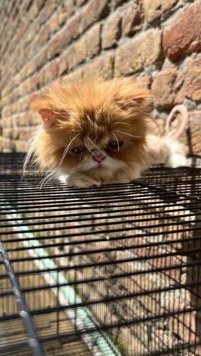 Ex Punch Face Female Cat