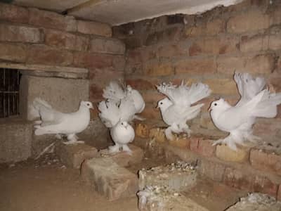 laky female available for sale or exchange with male