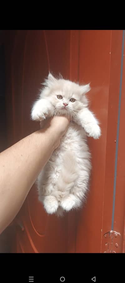 “Premium Persian Triple Coat Cat – Fluffy & Pure Bree