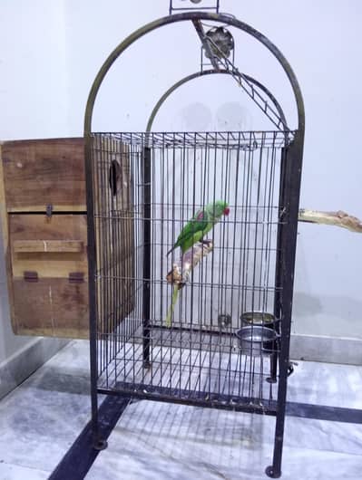 3 year Female + Cage + Breading Box + 1 kg Dana