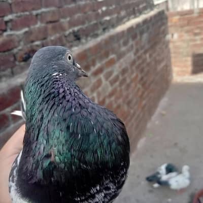 2 joray for slae ha 2 sialkoti nar or aik jalda madi or aik neel dukmi