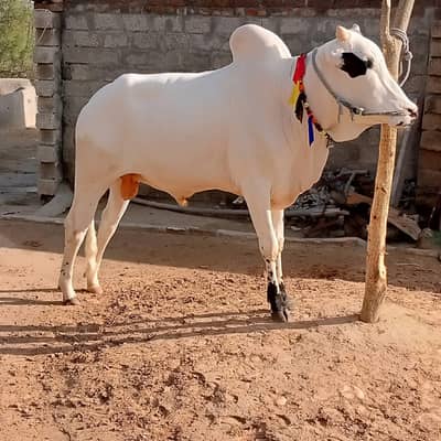 بیل فار سیل