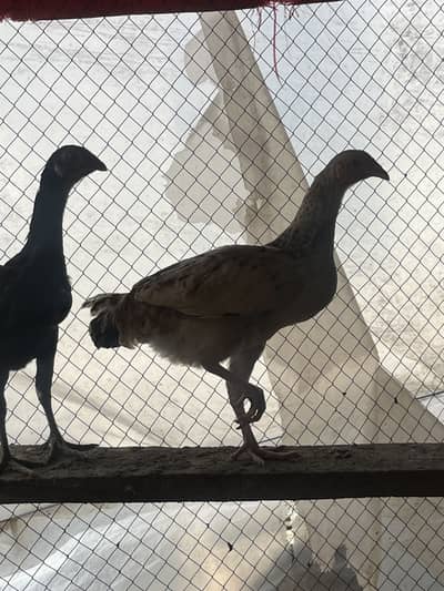 Mix hain  Aseel hain  Dasi hain mix hain sari