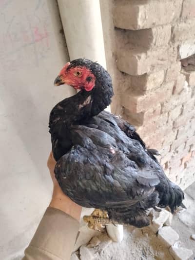 healthy and active Shamo murgi