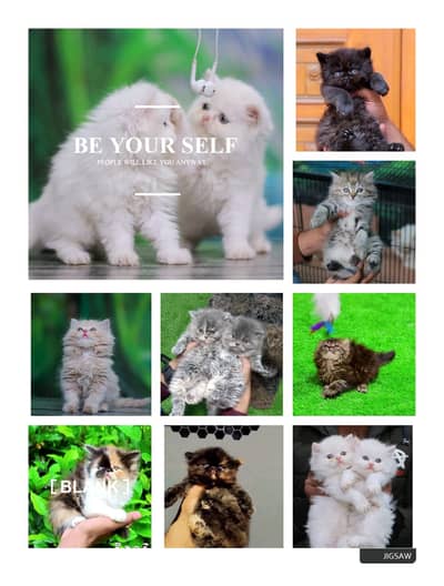 Cat | Kitten | Persian Cat | Persian Kittens | White Kittens | billi