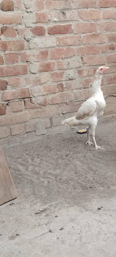 Heera Female Sabz Naliyo wali