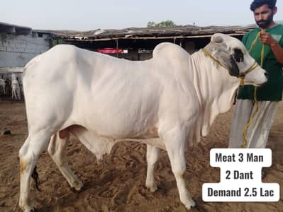 Bull / Bachra / Wacha / Desi bachre / Qurbani ka janwar /Qurbani 2026