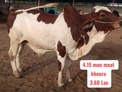 Bull / Bachra / Wacha / Desi bachre / Qurbani ka janwar /Qurbani 2026