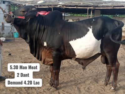 Bull / Bachra / Wacha / Desi bachre / Qurbani ka janwar /Qurbani 2026