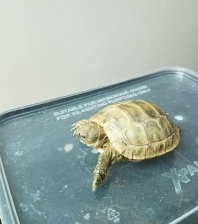 baby tortoise
