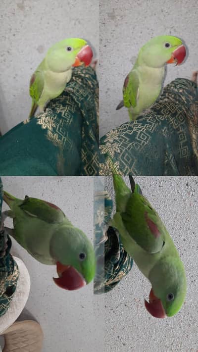 Pahari Raw Parrot for Sale