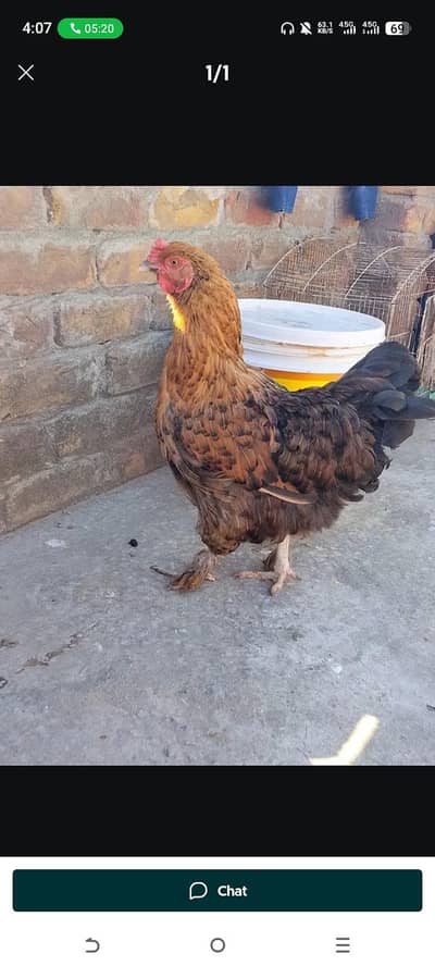 black buff exchange possible