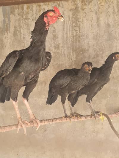 Mix Murgiyan for sale