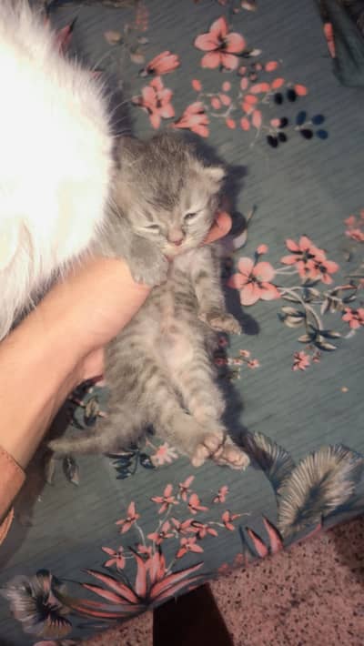 Full active cat baby