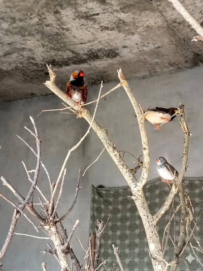 Zebra Finch Black Breast Pair