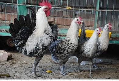 pure Egyptin Fayoumi Chicks Available