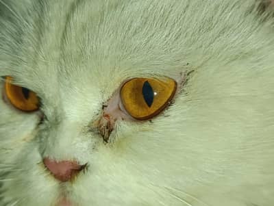 Beautiful Bareeder Female Persian Panch Cat for Sale Full haldi active