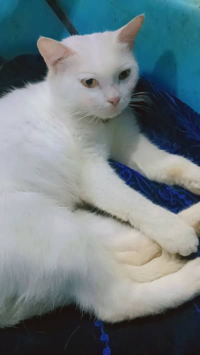 Cat | Russian Cat | Single coated Russian Cat For Sale