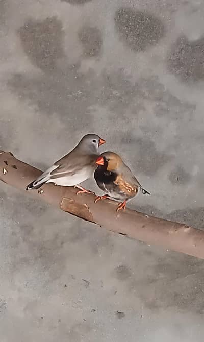 Zebra Finch Black Breast Pair