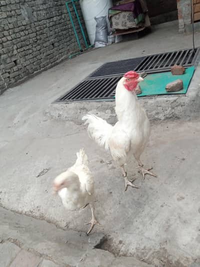 Paper White Chicks Only