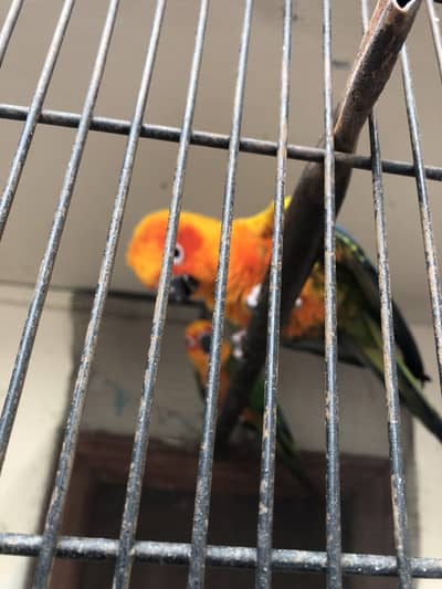 Sun Conure