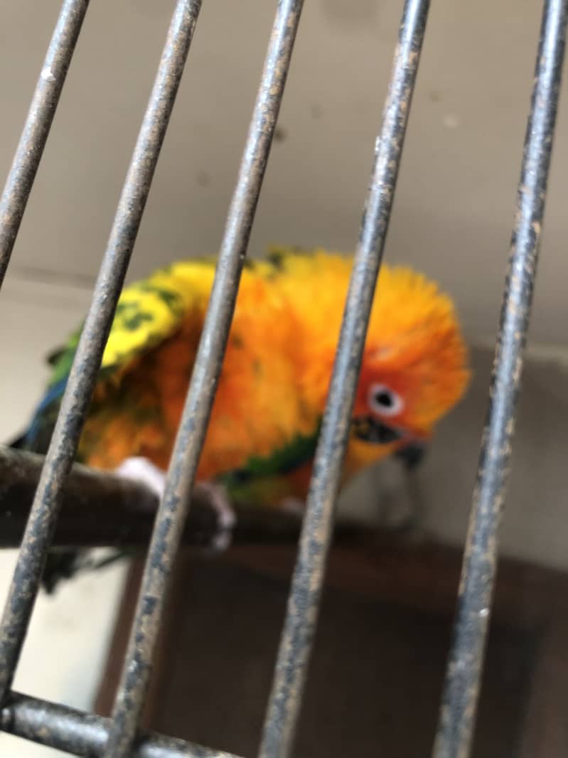 Sun Conure 1