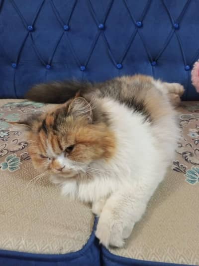 persian cat