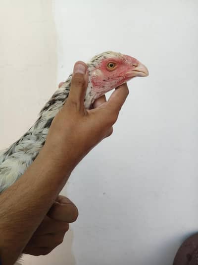 Shamo and parrot beak cross