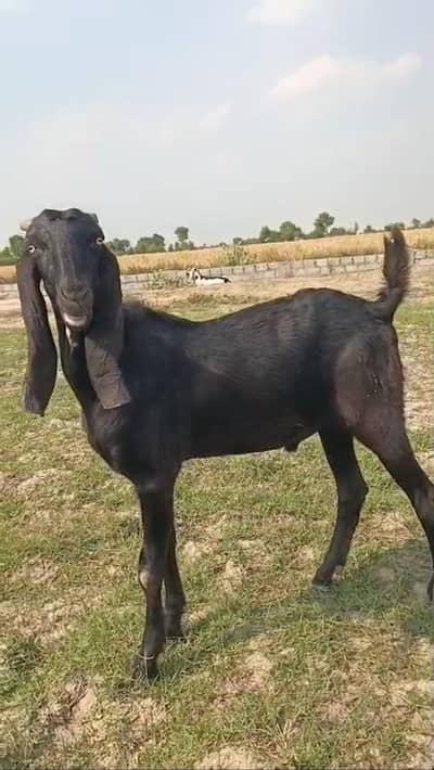 Desi Bakra Ghar ki Bareed Total Healthy