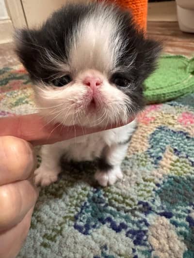 piki face kitten for  sale only for famlies