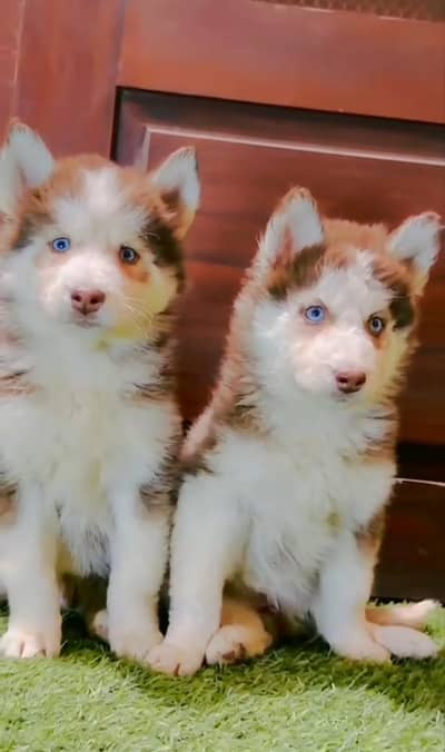 Siberian Husky Woolly Coat Blue Eyes Puppies Available