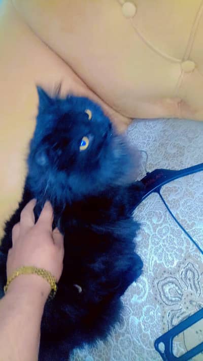 triple Court for urgent sale