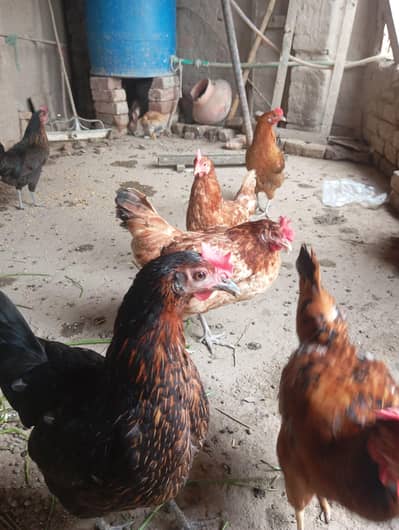 ande wali murgia sale