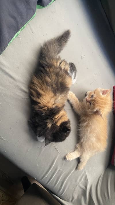 3 months pair kittens